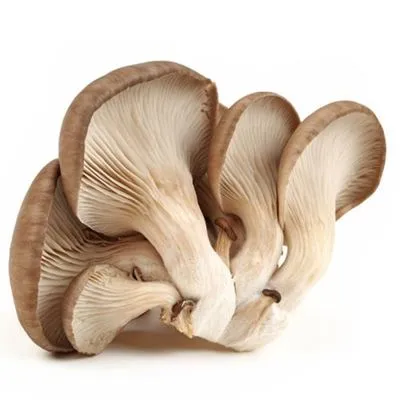 Pleurotus Extract.jpg